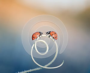 Two little ladybugs crawling on a winding blade of grass on a