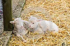 Two Little lamb sleeping in straw