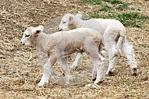 Two Little Lambs