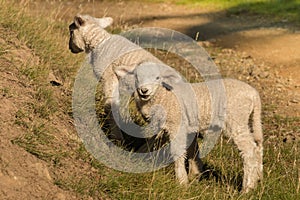 Two little lambs grazing on slope