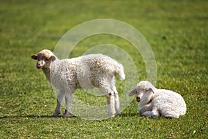 Two little lambs on green grass