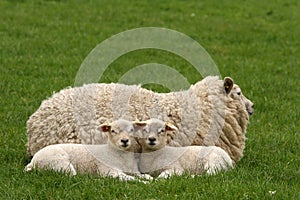 Two little lambs looking at you