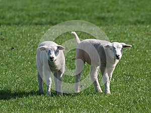 Two little lambs in a meadow during spring in Moerkapelle
