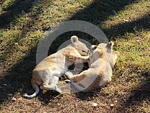 Two little lion cubs sleeps on the ground