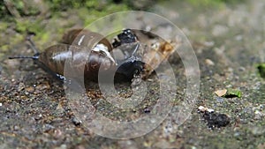 Two little long snails on cement