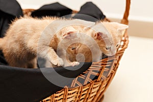 Two little lovely cat in wicker basket