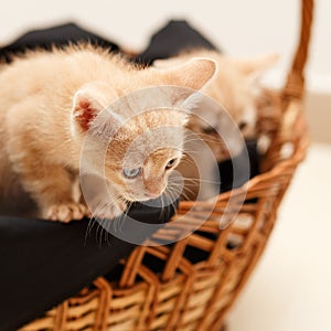 Two little lovely cat in wicker basket