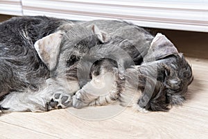 Two little miniature schnauzer puppies sleeping side by side on the floor. Bearded schnauzer puppies. Family of dogs