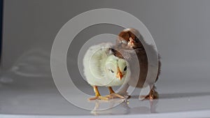 Two little newborn brown and yellow chickens on white