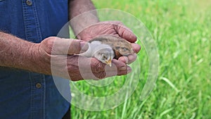 Two little newborn fluffy chicks in the farmers rough male hands on the farm, garden, field. Housekeeping concept