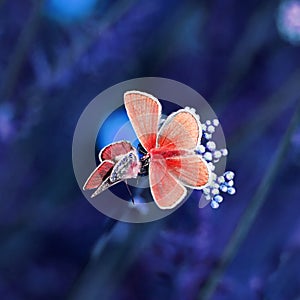 Two little orange butterfly sitting on a flowery meadow