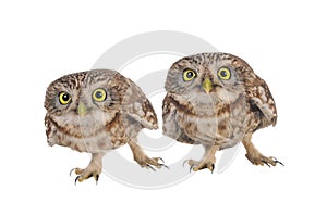 Two Little Owl Athene noctua isolated on white photo