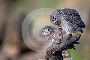 Two little owl Athene noctua sitting near the nest on a stick
