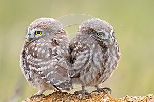 Two Little owl, Athene noctua, sitting on a stone. Young birds
