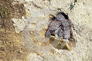 Two little owls Athene noctua peeking out of the hole in his career photo