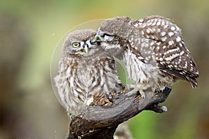 Two little owls Athene noctua sitting on a stick pressed against each other.