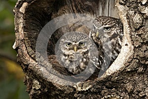 Two little owls peer out from their spot in a tree