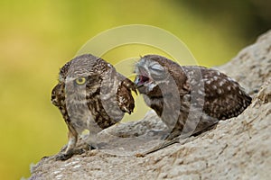 Two little owls sitting on a slope photo