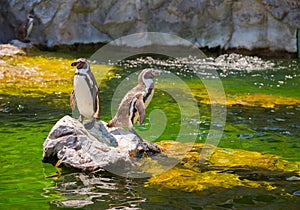 Two little penguins on a rock