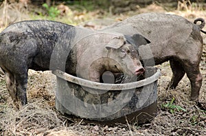 Two little Pigs eating food.