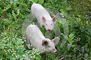 Two little pigs on a flowering meadow