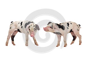 Two little pigs isolated on white