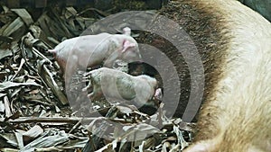 Two little pink piglets suck mother milk from large dirty sow sleep in swine paddock