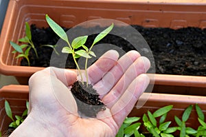 Two little plants of pepper in open hand ready for repot, closeup