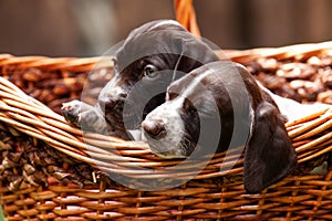 Two little puppies of the French Pointing Dog breed in a basket under the sun