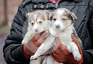 Dos pequeno cachorros en hombre manos 