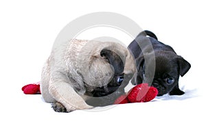 Two little puppies Mopsa play with a knitted red flower