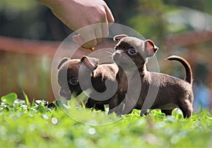 two little puppies playing together