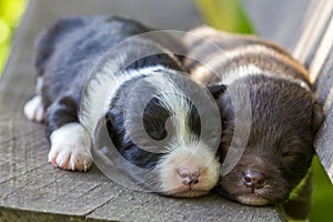 Two little puppy dogs sleeping on wooden bench