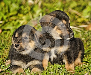 Two little puppy german shepherd dog.