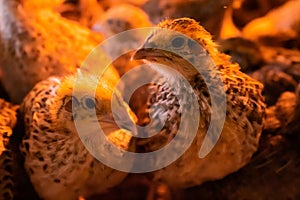 Two little quails in brooder