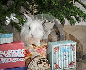 Two little rabbit sits under the Christmas tree