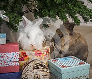 Two little rabbit sits under the Christmas tree