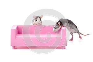 Two little rats are playing on a miniature pink sofa.