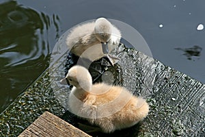 Two little resting swans photo