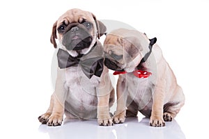 Two little sad adorable pug puppies with bowties