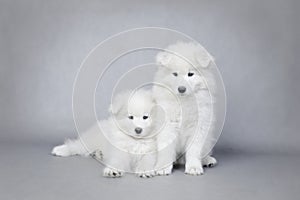 Two little Samoyed puppies portrait