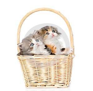 Two little scottish kittens sitting in basket and looking up. isolated on white