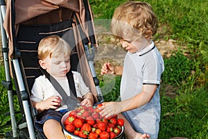 Two little sibling boys on pick a berry organic strawberry farm.