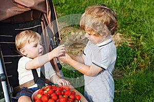 Two little sibling boys on strawberry farm.