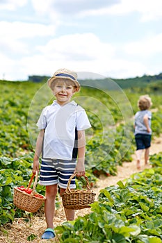 Two little sibling boys on strawberry farm in summer