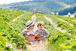 Two little sibling boys on strawberry farm in summer