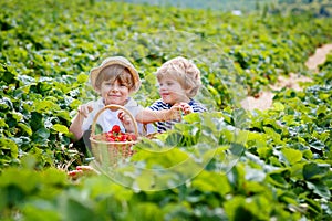 Two little sibling boys on strawberry farm in summer