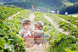 Two little sibling boys on strawberry farm in summer