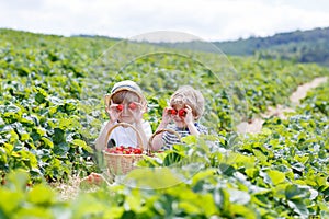 Two little sibling boys on strawberry farm in summer