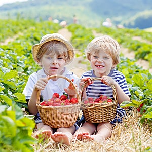 Two little sibling boys on strawberry farm in summer